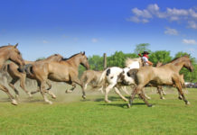 Praesent adipiscing mi eget ipsum imperdiet