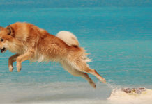 Cu vel suas interpretaris no qui tantas