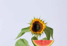 LE FESTIVAL INTERNATIONAL DE LA PHOTOGRAPHIE CULINAIRE