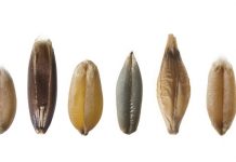 LES LAURÉATS DU GRAND PRIX AFJA DU JOURNALISME AGRICOLE ET AGROALIMENTAIRE