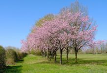 DEVELOPPEMENT DURABLE : LA POSTE S’ASSOCIE A LA FONDATION GOODPLANET